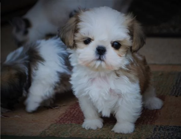 bellissima cucciola shitzu di 2 mesi | Foto 0