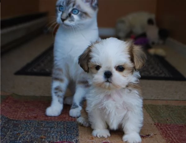 bellissima cucciola shitzu di 2 mesi