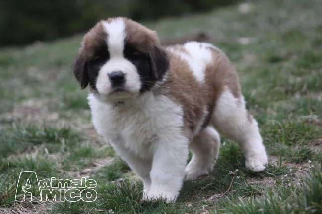 cuccioli di bulldog francese con pedigree | Foto 9