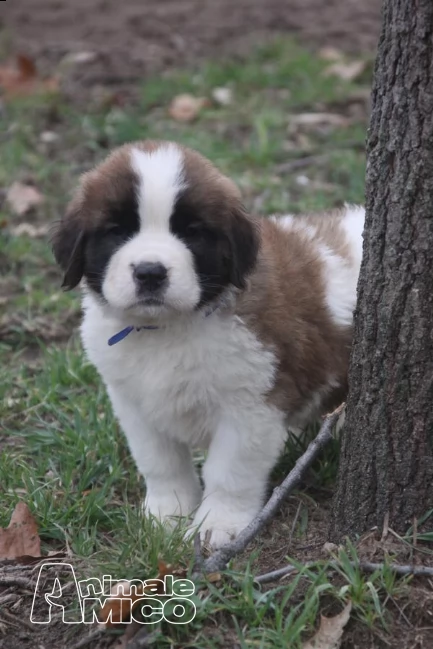 cuccioli di bulldog francese con pedigree | Foto 8