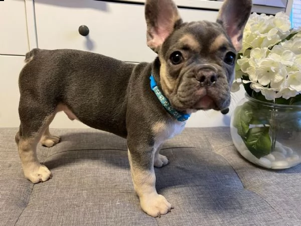 cuccioli di bulldog francese con pedigree | Foto 7