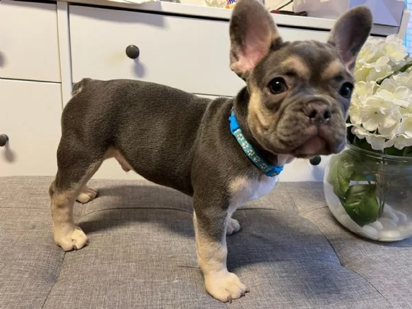 cuccioli di bulldog francese con pedigree | Foto 6
