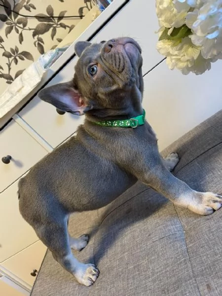 cuccioli di bulldog francese con pedigree | Foto 5