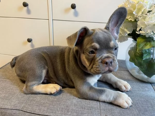 cuccioli di bulldog francese con pedigree | Foto 4