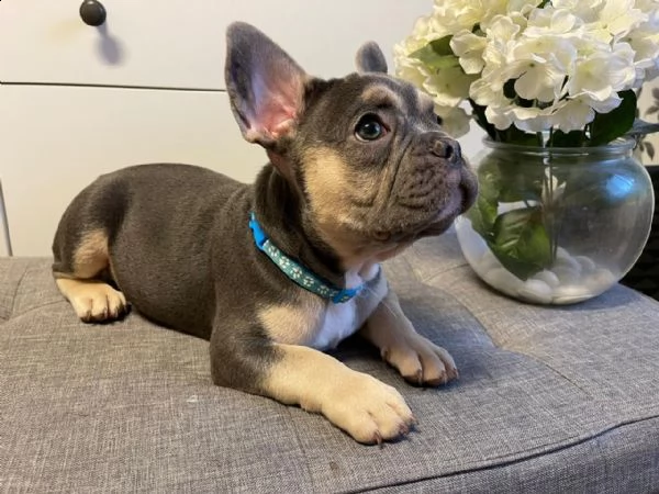 cuccioli di bulldog francese con pedigree | Foto 3