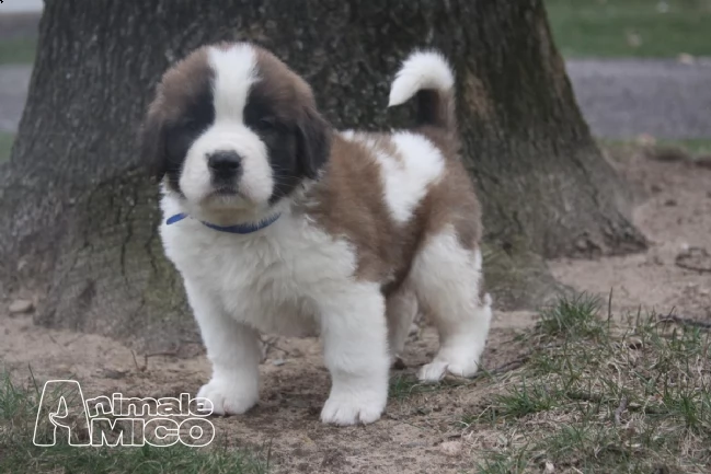 cuccioli di bulldog francese con pedigree | Foto 2