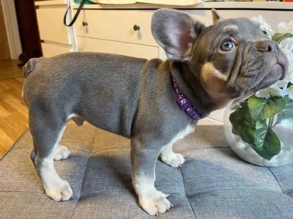 cuccioli di bulldog francese con pedigree
