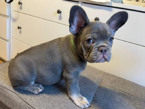 cuccioli di bulldog francese con pedigree | Foto 1