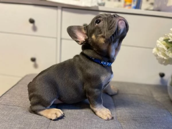 cuccioli di bulldog francese con pedigree | Foto 0