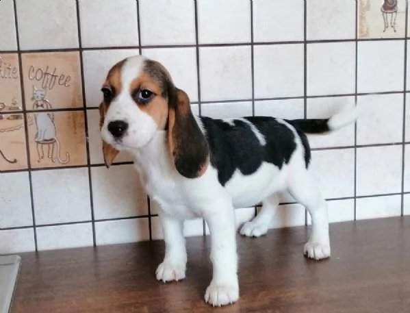 bellissimi cuccioli di beagle disponibili | Foto 6