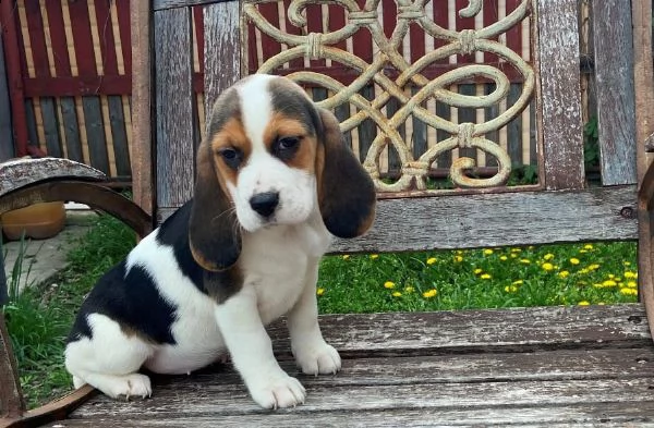bellissimi cuccioli di beagle disponibili | Foto 5