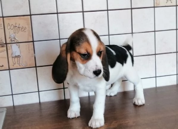 bellissimi cuccioli di beagle disponibili | Foto 4