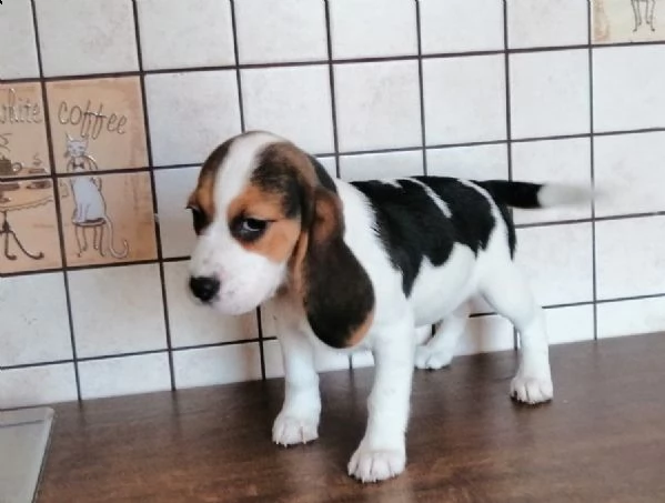 bellissimi cuccioli di beagle disponibili | Foto 3
