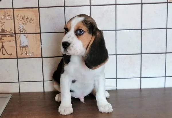 bellissimi cuccioli di beagle disponibili