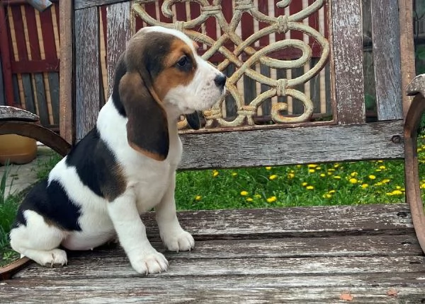 bellissimi cuccioli di beagle disponibili | Foto 2