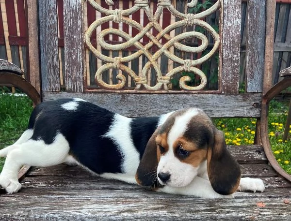 bellissimi cuccioli di beagle disponibili | Foto 1