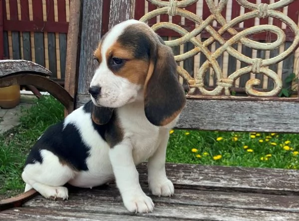 bellissimi cuccioli di beagle disponibili | Foto 0