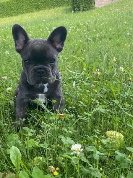 cuccioli bouledogue francese | Foto 6