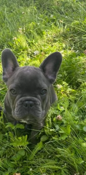 cuccioli bouledogue francese | Foto 5