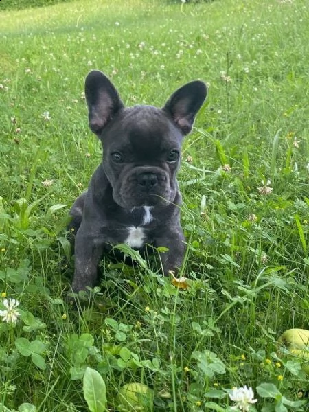 cuccioli bouledogue francese | Foto 4