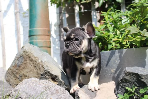 cuccioli bouledogue francese | Foto 3