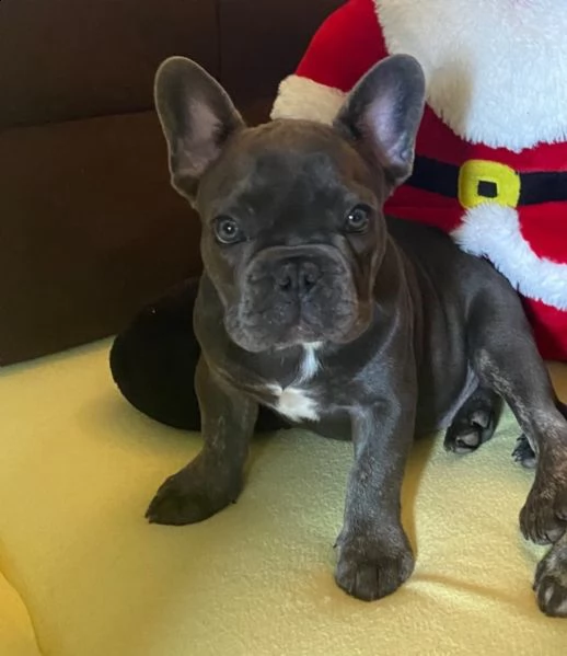 cuccioli bouledogue francese | Foto 2