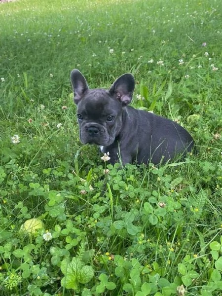 cuccioli bouledogue francese