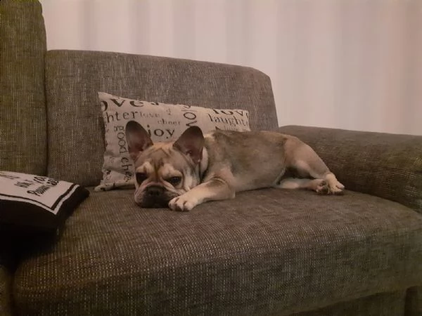 cuccioli bouledogue francese | Foto 1