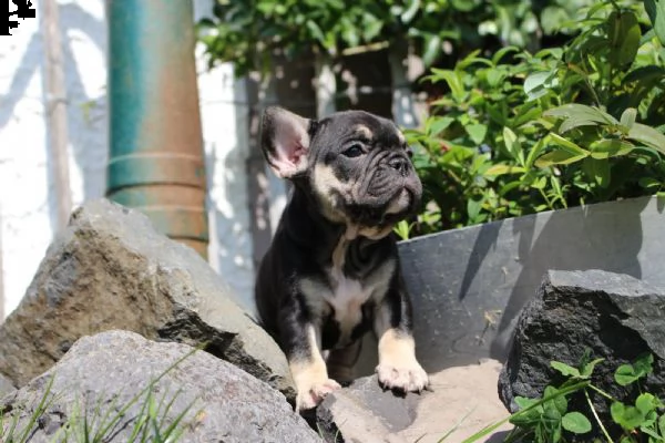 cuccioli bouledogue francese | Foto 0