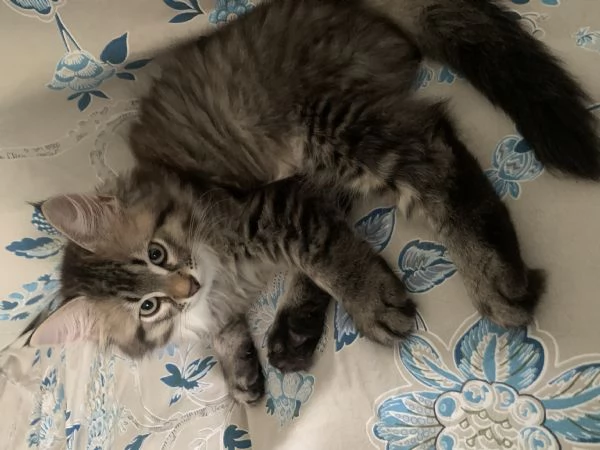 Gattini siberiani 