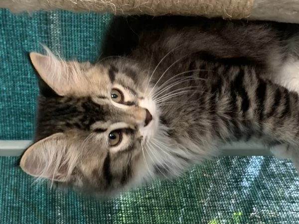 Gattini siberiani  | Foto 6