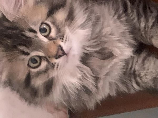Gattini siberiani  | Foto 5