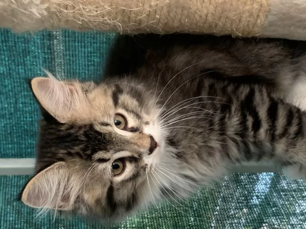 Gattini siberiani  | Foto 4