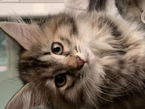 Gattini siberiani  | Foto 3