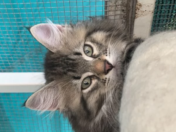Gattini siberiani  | Foto 2