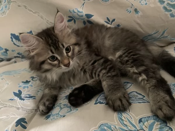 Gattini siberiani  | Foto 1