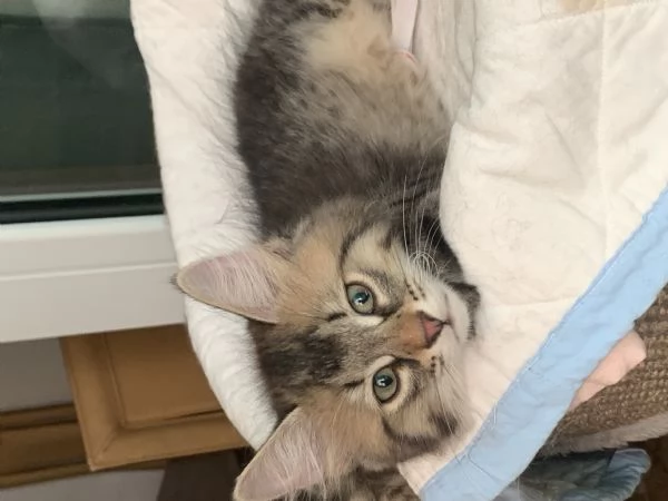 Gattini siberiani  | Foto 0