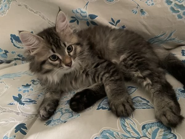 Gattini siberiani 
