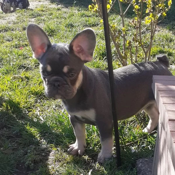 cuccioli di bulldog francese