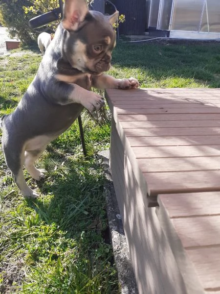 cuccioli di bulldog francese | Foto 1