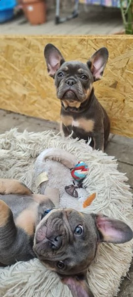 cuccioli di bulldog francese | Foto 0