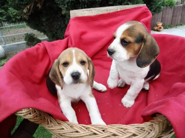 cuccioli beagle tricolore | Foto 0