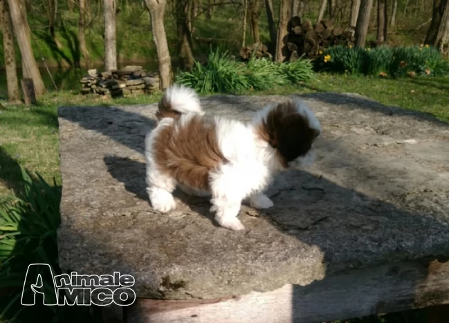dolce shih-tzu cuccioli maschio e femmina | Foto 0