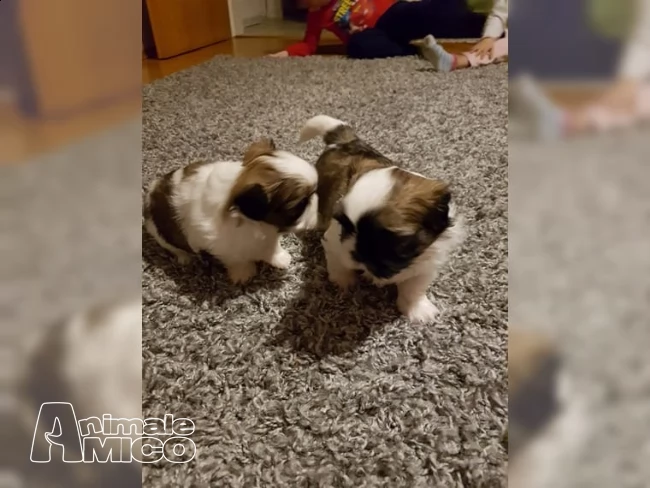 dolce shih-tzu cuccioli maschio e femmina