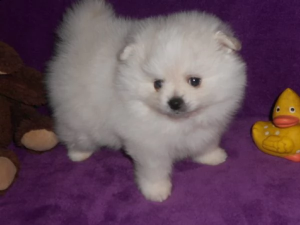 kuccioli pomeranian toy maschio e femmina bellissima | Foto 0