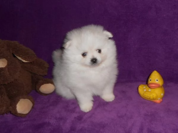 kuccioli pomeranian toy maschio e femmina bellissima