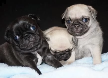 cuccioli di carlino con pedigree