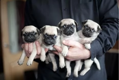 cuccioli di carlino con pedigree | Foto 0