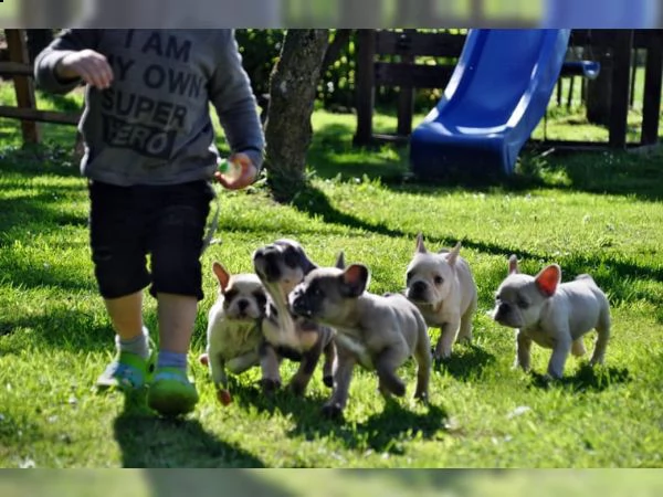 bouledogue francese cucciolata bianco neri e neri | Foto 0