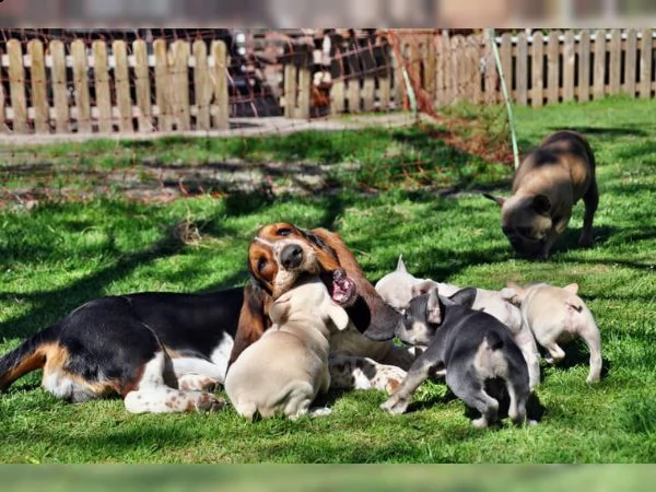 maschio e femmina bouledogue francese kuccioli disponibili